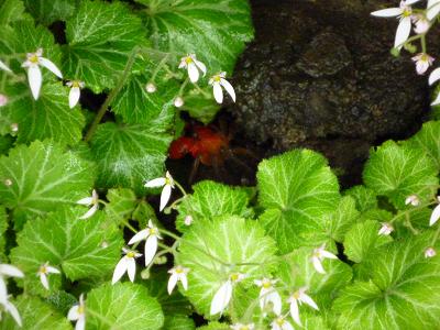 �I��t�{�V�̐���̃J�j